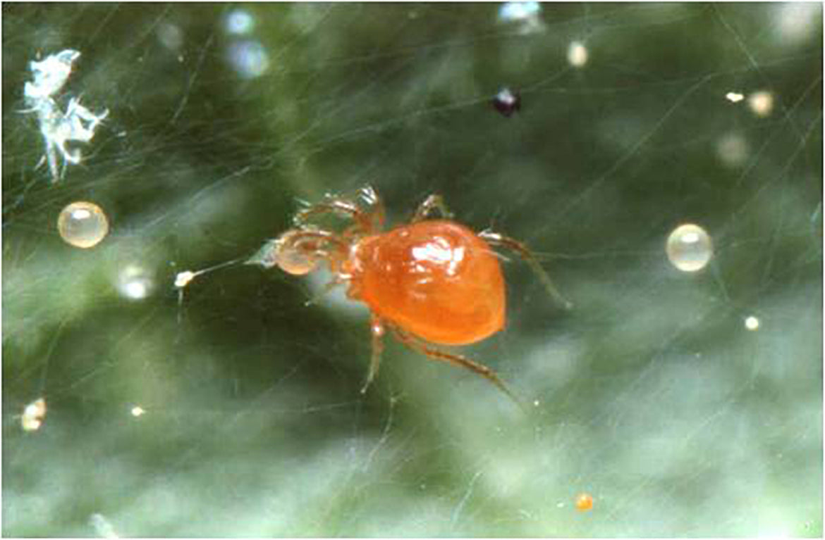 Insektenbekämpfung