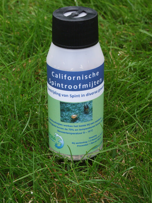 Kalifornische Raubmilben zur Bekämpfung von Spinnmilben (Neoseiulus californicus) (12 500 Stk.)