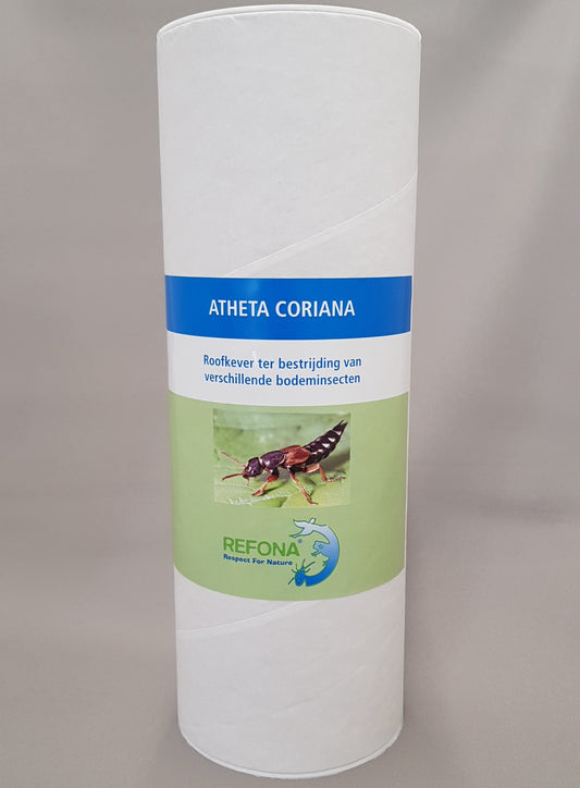 Atheta coriaria - Raubkäfer 500 Stk.